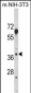 HOMER3 Antibody (Center)